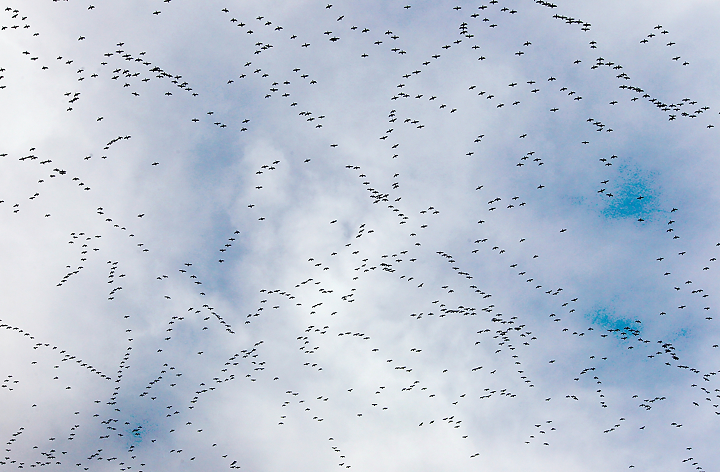 Sandhill cranes arriving in Central Nebraska